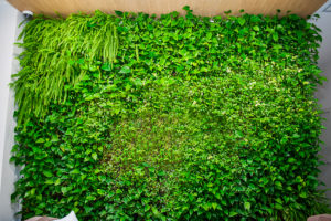 Green Wall Of Different Deciduous Plants In The Interior Decorat